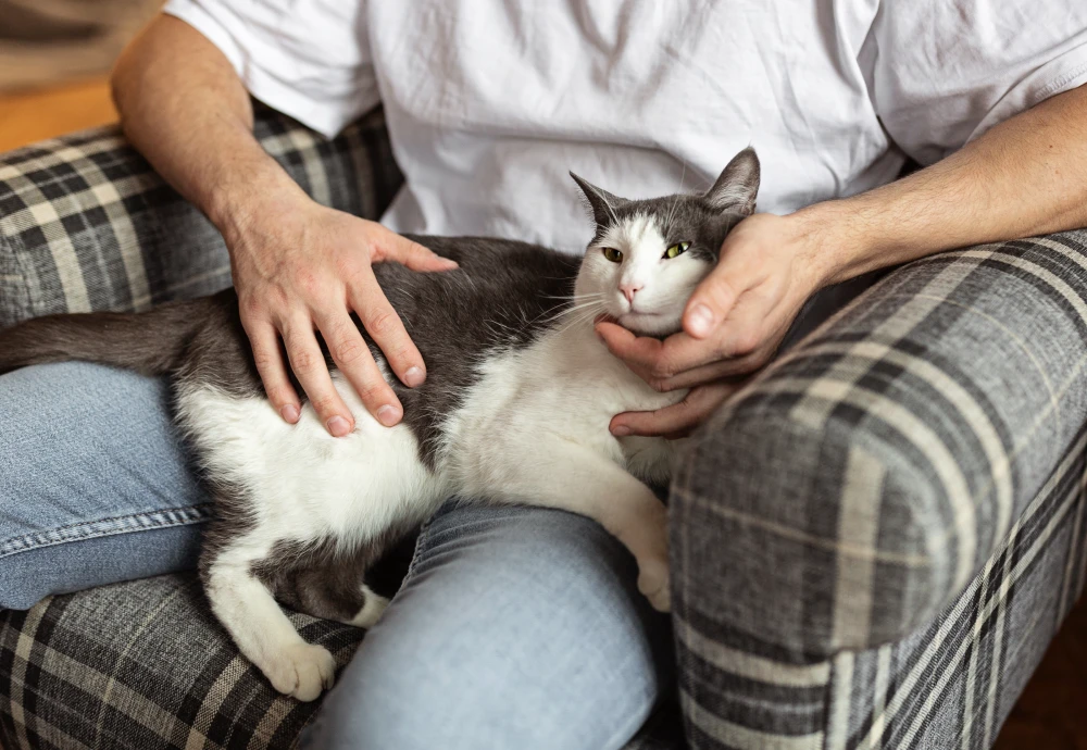 Exploring the Best Video Camera for Pets: Enhancing Your Bond With Your Furry Friends