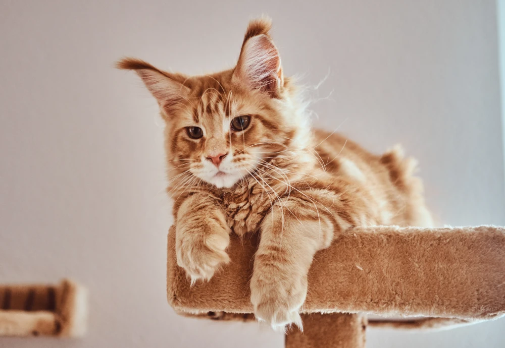 Navigating Pet Care in the Digital Age: Cameras to Watch Your Pets