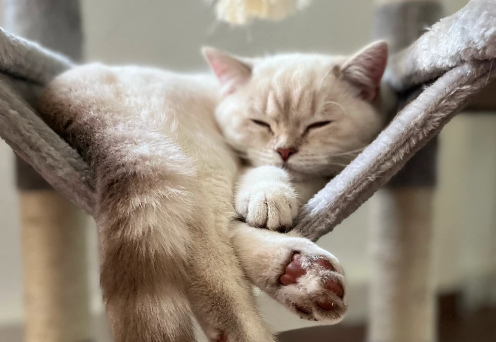 The New Age of Pet Monitoring: Interactive Pet Cameras