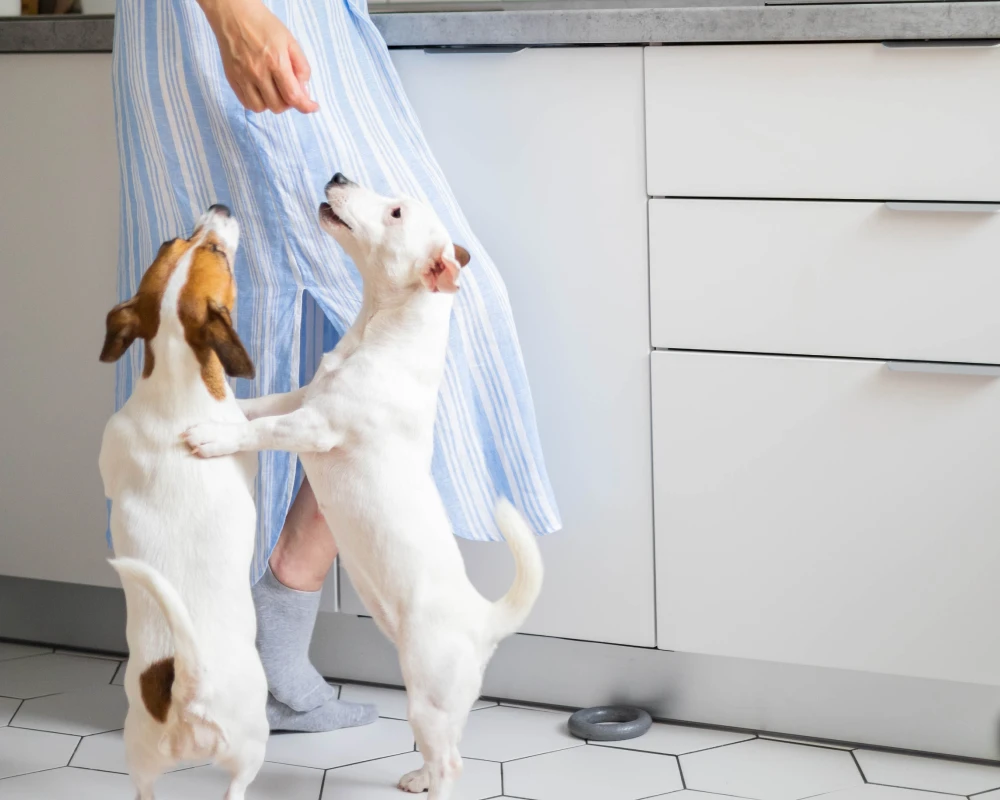 Finding the Best Home Camera for Pets: A Comprehensive Exploration