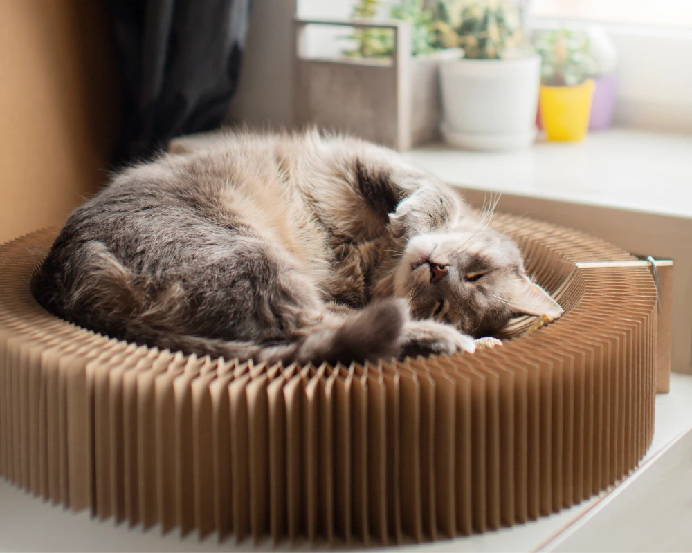 Pet Feeder Automatic: The Future of Convenient Pet Care