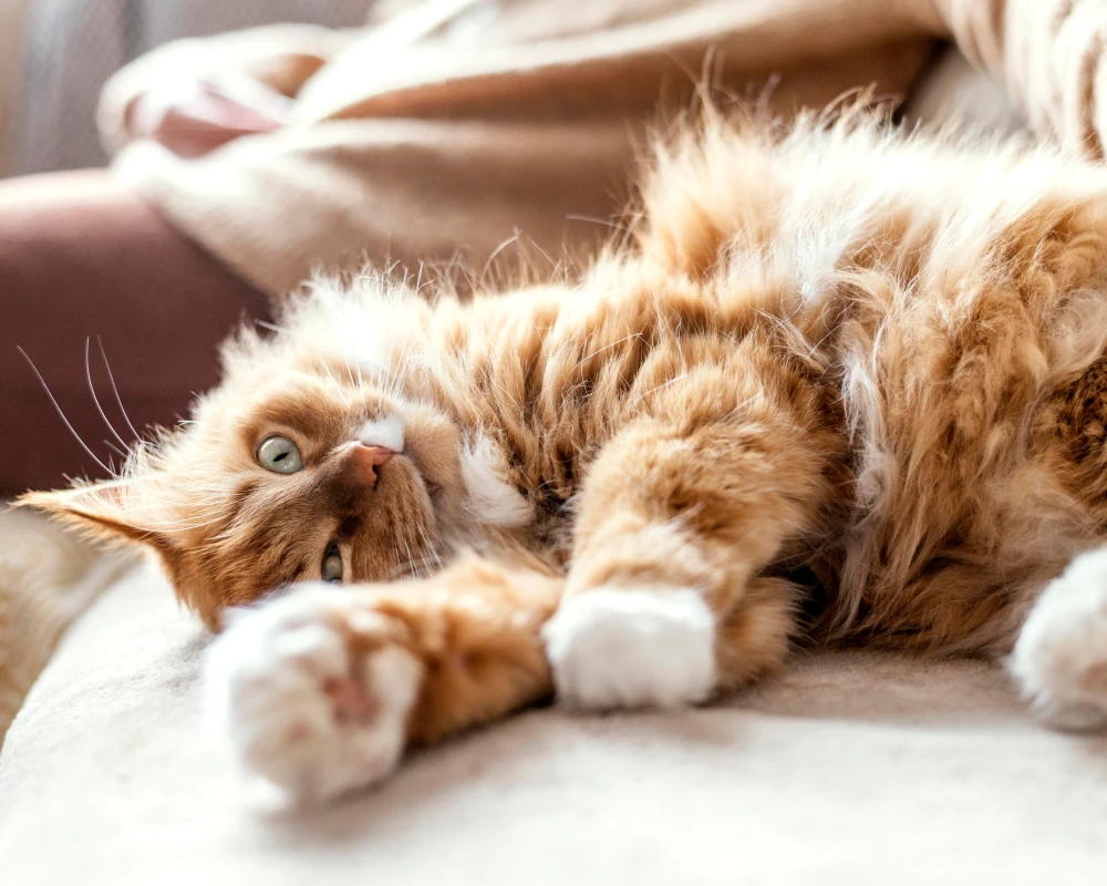 A Deep Dive into the Top Rated Automatic Pet Feeder: Transforming Pet Care