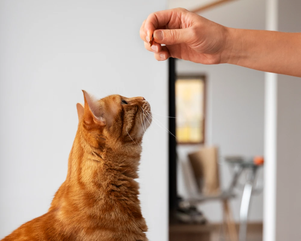 A Modern Approach to Pet Care with Interactive Pet Cameras
